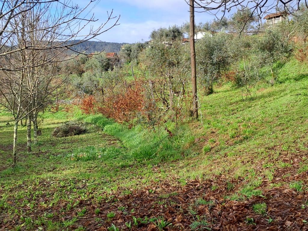 Charmosa Quinta em Castelo de Paiva - Image 28